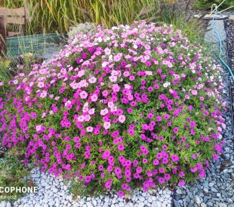 Supertunia Mix 26