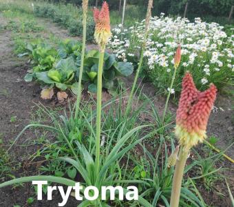 Trytoma Groniasta 
