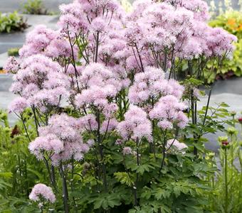 Rutewka Nimbus Pink 26