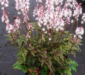 Tiarella Angel Wings 26