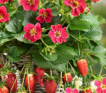 Truskawka wisząca - powtarzająca Fragaria Tristan Cherry 