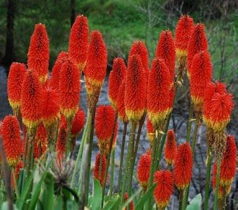  Trytoma groniasta Kniphofia Alcazar - WYSOKA