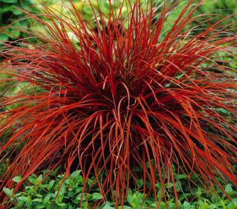 Uncinia czerwona Everyflame 26
