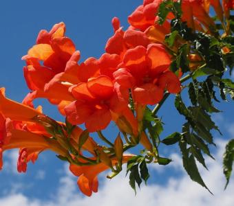Milin amerykański URSYNÓW - Campsis radicans 