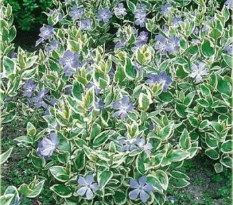 Turzyca variegata Ptasie łapki -Carex 26