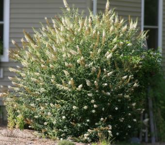 Budleja Davida White Profusion - Buddleja davidii 26