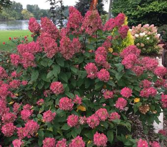 Hortensja bukietowa Hydragea Wim's Red 26