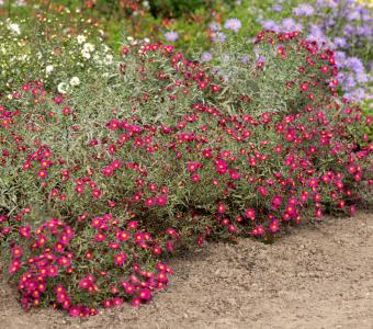 Aster Nowobelgijski Winston Churchill - wysoki