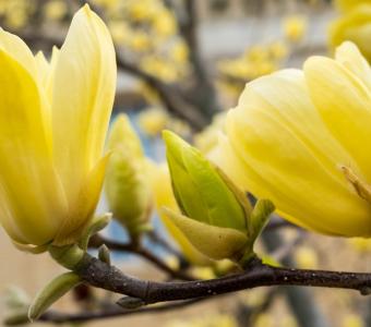 Magnolia brooklińska 'Yellow Bird' - Żółta