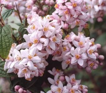 Żylistek miszańcowy Mont Rose