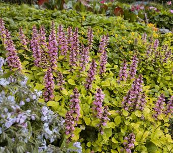 Dąbrówka rozłogowa Glod Chang - Ajuga reptans