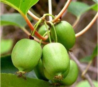 Mini Kiwi Actinidia Issai 