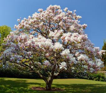 Magnolia Alba Superba 26