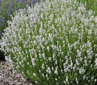 Lawenda wąskolistna Alba - Lavandula angustifolia