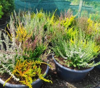 Wrzosy pospolite - mix ampla - Calluna vulgaris