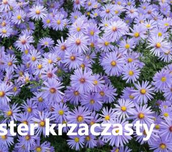 Aster krzaczasty - Marcinek niebieski