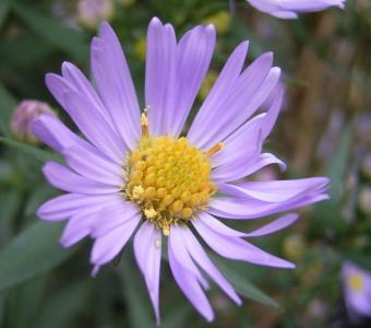 Aster Nowobelgijski