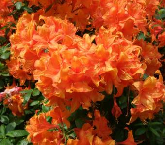 Azalia japońska Pomarańczowa Geisha Orange