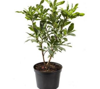 Azalia wielkokwiatowa Apricot 