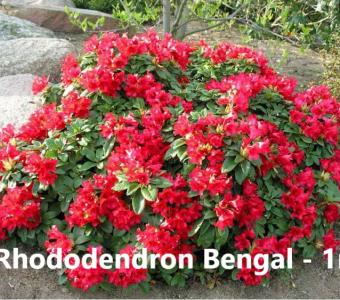 Rhododendron Różanecznik Bengal Miniaturowy