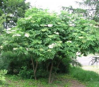 Bez czarny Sampo - Sambucus nigra