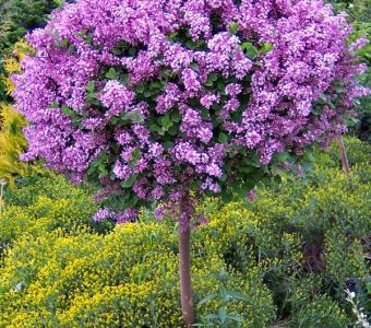 Lilak Bez Meyera Palibin 50-80cm