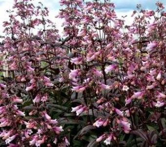 Penstemon Żółwik Dark Towers -  Penstemon digitalis