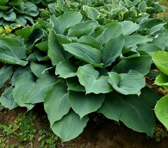 Hosta Funkia Blue Angel - Niebieska XXL 
