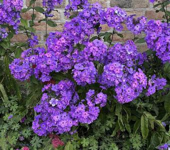 Floks Płomyk wiechowaty Blue Paradise - Phlox paniculata