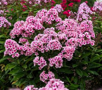 Floks Płomyk wiechowaty Bright Eyes -  Phlox paniculata