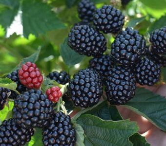 Jeżyna bezkolcowa Deserowa Thornfree