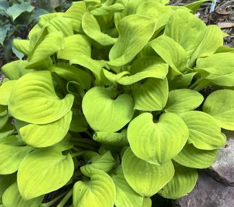 Hosta Funkia Sum Mouse 26