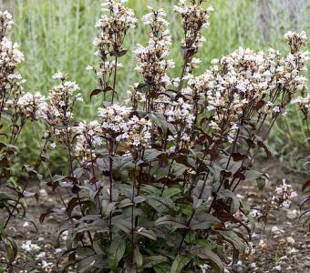 Penstemon palczasty Żółwik 'Husker Red' - Penstemon digitalis