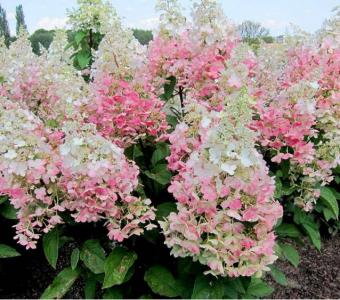 Hortensja bukietowa Candlelight - Na pniu 120cm 
