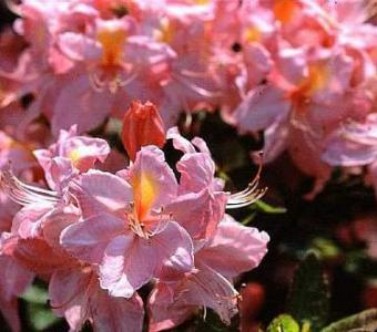 Azalia wielkokwiatowa Cecile