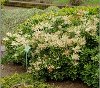 Pieris japoński Cupido