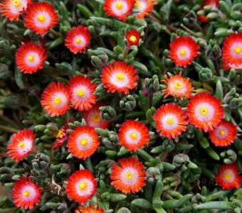 Słonecznica Scarlet Red