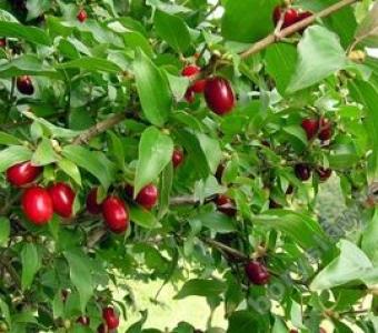 Dereń jadalny Jolico - Cornus mas
