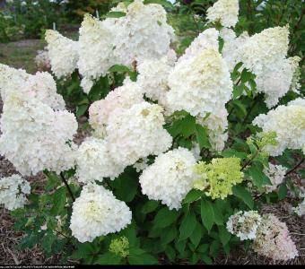 Hortensja bukietowa Diamantino - Na pniu 90cm 