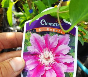 Clematis Powojnik Dr Ruppel