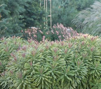Wilczomlecz Ascot Rainbow - Euphorbia 26