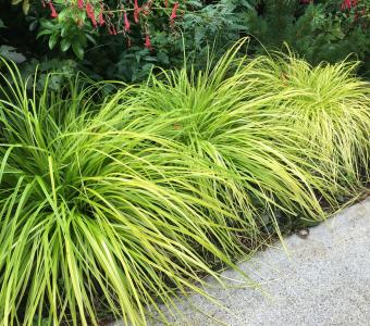 Turzyca oszimska Everillo - żółta - Carex oshimensis