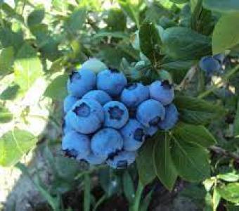 Borówka Amerykańska Bluegold - Późna, plenna