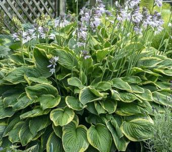 Hosta Funkia Aureomarginata