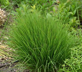 Trzęślica Heidebraut - Molinia caerulea