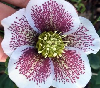  Ciemiernik orientalny Helleborus Pretty Ellen White Spotted