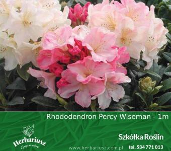 Rhododendron Różanecznik Jakuszimański Percy Wiseman 26