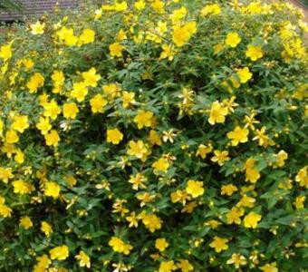 Dziurawiec Hidcote - Hypericum 