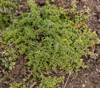 Macierzanka piaskowa Highland Cream - Thymus