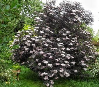 Bez czarny BLACK BEAUTY - Sambucus nigra